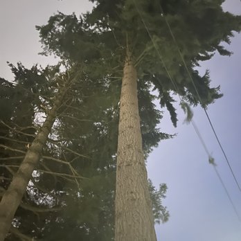 MVP Tree Services - Fir - Tree Services Near Me