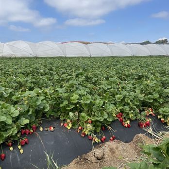 Mellano Farm Stand - Farmers Market Near Me - Oceanside, California Mellano Farm Stand - Farmers Market Near Me - Oceanside, California