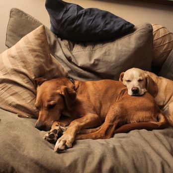 The Pawfect Plus One - Pet Transportation Near Me The Pawfect Plus One - Pet Transportation Near Me