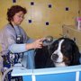 Photo of Hundesalon