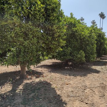 California Citrus State Historic Park - Parks Near Me - Riverside, California California Citrus State Historic Park - Parks Near Me - Riverside, California