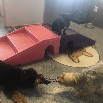 Patrick's Pet Care - Tug-o-war play! - Pet Training Near Me - Washington, DC, District of Columbia Patrick's Pet Care - Tug-o-war play! - Pet Training Near Me - Washington, DC, District of Columbia