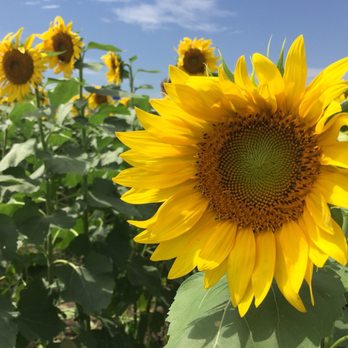 Shively Farms - Pick Your Own Farms Near Me - Berryton, Kansas