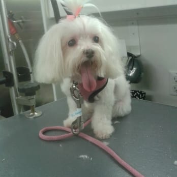 Shadows Pet Services, LLC - Thumbelina after - Pet Groomers Near Me Shadows Pet Services, LLC - Thumbelina after - Pet Groomers Near Me