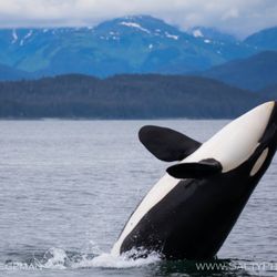 Catch of the day - Killer whale trying to show up sea world