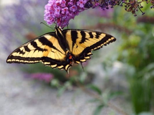 Okanagan Lavender & Herb Farm by null