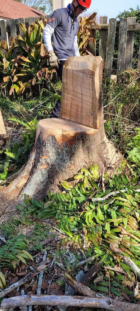 Braddock's Tree Service - tree service in Jacksonville, FL