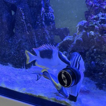 Wet Pets - Local Fish Stores Near Me - Las Vegas, Nevada