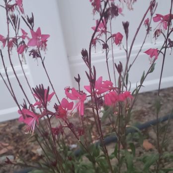 Armstrong Garden Centers - Belleza dark pink for the hummingbirds and butterflies - Nurseries & Gardening Near Me - Monrovia, California Armstrong Garden Centers - Belleza dark pink for the hummingbirds and butterflies - Nurseries & Gardening Near Me - Monrovia, California