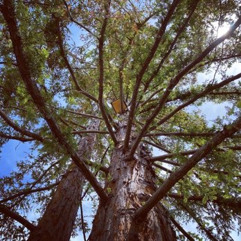 All Stars Tree Service - owl box in freshly trimmed redwood - Tree Services Near Me - Novato, California