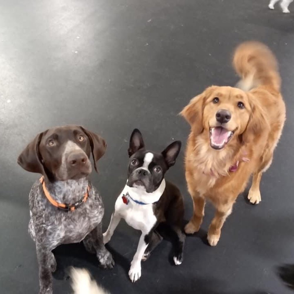 Pals for Pups - Pet Sitting Near Me - Roselle, Illinois Pals for Pups - Pet Sitting Near Me - Roselle, Illinois