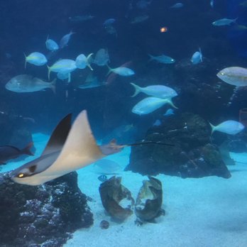 Downtown Aquarium - Museums Near Me - Denver, Colorado Downtown Aquarium - Museums Near Me - Denver, Colorado