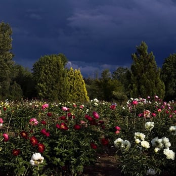 Brooks Gardens Peonies - Brooks Gardens Peony Farm, Oregon. - Nurseries & Gardening Near Me - Brooks, Oregon Brooks Gardens Peonies - Brooks Gardens Peony Farm, Oregon. - Nurseries & Gardening Near Me - Brooks, Oregon