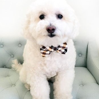 Little Paws Parlour - Every dog deserves a dapper do! - Pet Groomers Near Me Little Paws Parlour - Every dog deserves a dapper do! - Pet Groomers Near Me
