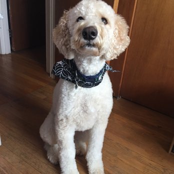 Dogpatch - Dogpatch spa day - Pet Groomers Near Me - Warwick, Rhode Island