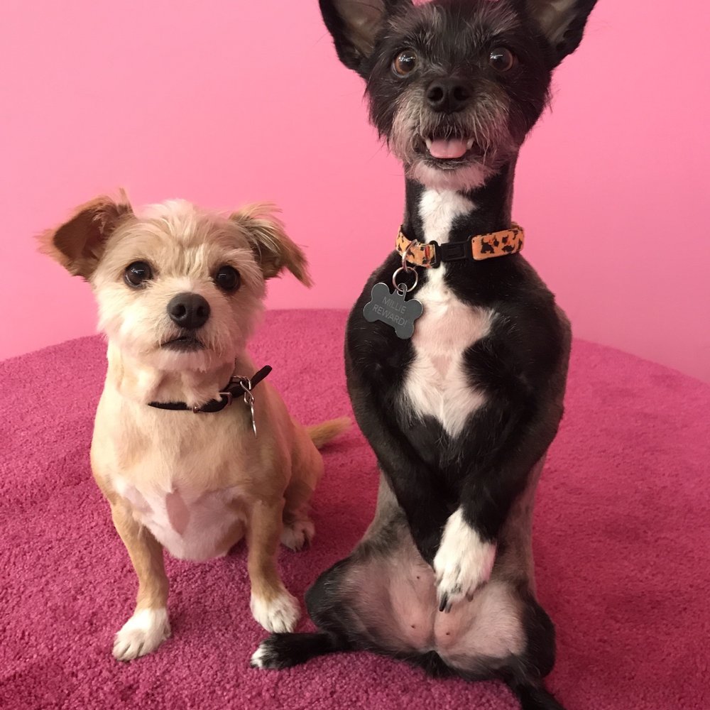 PetPop - Pop-up Shops Near Me - Los Angeles, California PetPop - Pop-up Shops Near Me - Los Angeles, California