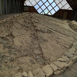 Ichthyosaur fossils up close