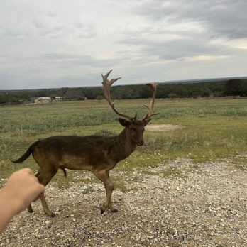 Fossil Rim Wildlife Center - Zoos Near Me - Glen Rose, Texas Fossil Rim Wildlife Center - Zoos Near Me - Glen Rose, Texas