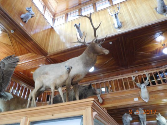 Banff Park Museum National Historic Site by null