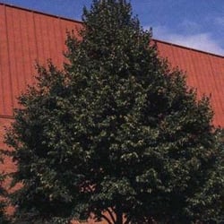 J & E Nursery