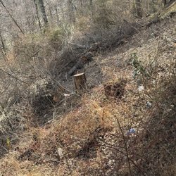 Cragg & Son - My next door neighbor's yard.  That's where my trees were dropped. I've never heard of a tree company thinking this is acceptable.
