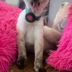 Creative Pet Supply - FiFi, the cat loves her treats thanks