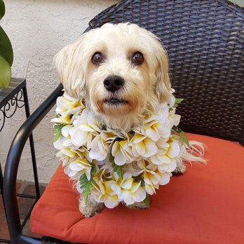 Puppy Salon - Aloha! - Pet Groomers Near Me - Whittier, California