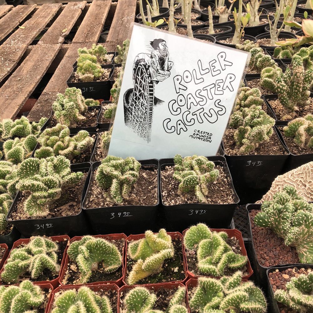California Cactus Ranch - Roller Coaster Cactus - Nurseries & Gardening Near Me - Reseda, California California Cactus Ranch - Roller Coaster Cactus - Nurseries & Gardening Near Me - Reseda, California