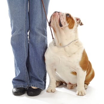 Total Control K9 College - Pet Training Near Me - Houston, Texas Total Control K9 College - Pet Training Near Me - Houston, Texas