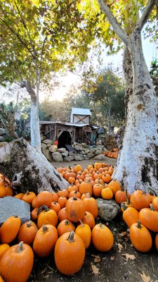 Irvine Regional Park by null