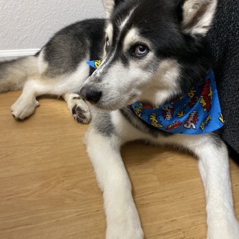Classy Canine's Wiggle Rumps - Groomed Husky - Pet Groomers Near Me - Castrovalley, California