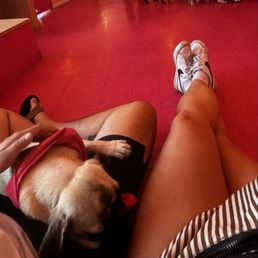 sleepy pug pup