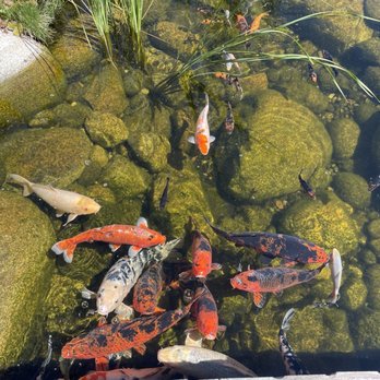 Sorrento's Ristorante - Koi Pond - Italian Near Me - Chelan, Washington Sorrento's Ristorante - Koi Pond - Italian Near Me - Chelan, Washington