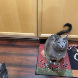 Pets Are Cool - Fonzie