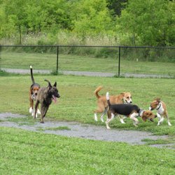 GANANOQUE OFF LEASH DOG PARK - Doggy fun and games at the Gananoque Dog Park.