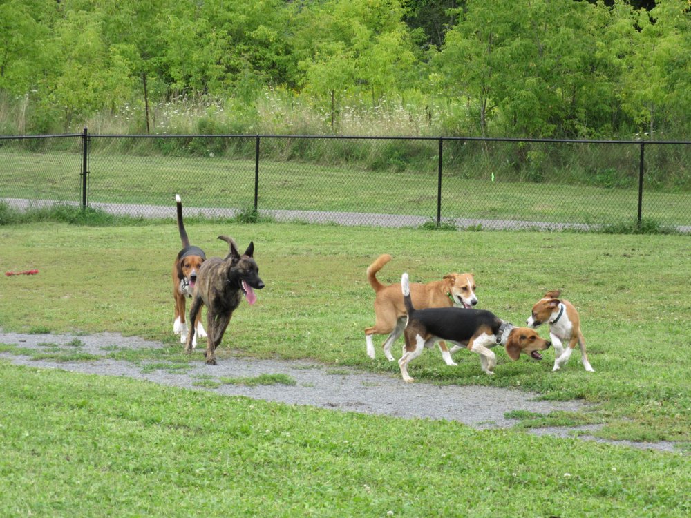 GANANOQUE OFF LEASH DOG PARK Logo