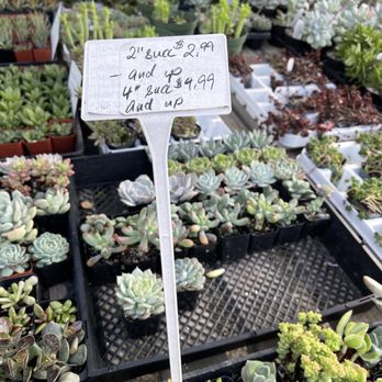 Yamaguchi Bonsai Nursery - Succulent table prices - Nurseries & Gardening Near Me - Los Angeles, California Yamaguchi Bonsai Nursery - Succulent table prices - Nurseries & Gardening Near Me - Los Angeles, California