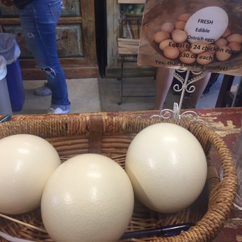 Ostrichland USA - Huge Ostrich Eggs - Attraction Farms Near Me - Solvang, California Ostrichland USA - Huge Ostrich Eggs - Attraction Farms Near Me - Solvang, California