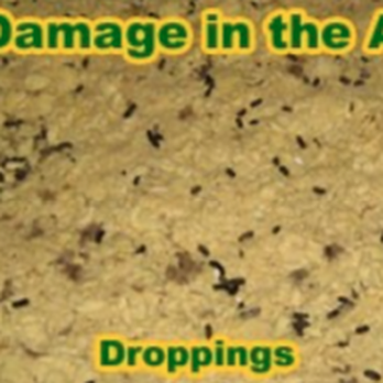 Stealth Environmental - Pest Control Near Me Stealth Environmental - Pest Control Near Me
