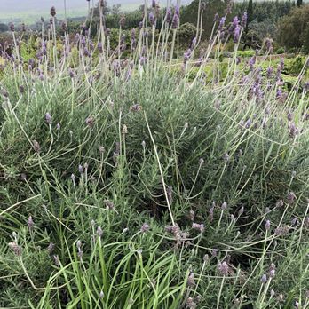 Ali'i Kula Lavender - Tours Near Me - Kula, Hawaii Ali'i Kula Lavender - Tours Near Me - Kula, Hawaii
