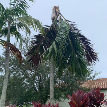 Loyal Tree Tree Service - I lost my head! - Tree Services Near Me Loyal Tree Tree Service - I lost my head! - Tree Services Near Me