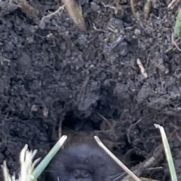 Gopher :(