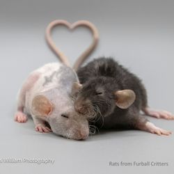 Furball Critters - 2 rats with tails forming a heart shape. Rats are from Furball Critters, James William Photography.