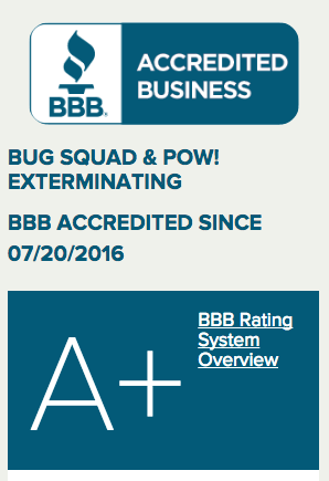 Slide of POW! Bug Squad