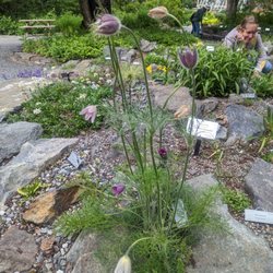 Alaska Botanical Garden - Rock garden