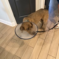 Forever Vets Pet Resort at Pacetti - Dog after vet