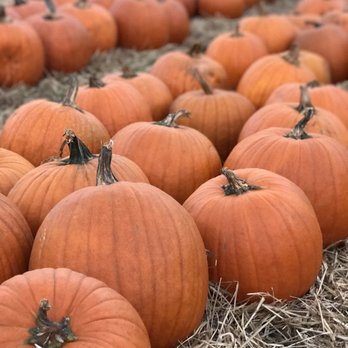 Randy's Pumpkin Patch - Beautiful! - Pumpkin Patches Near Me - Lawrenceville, Georgia Randy's Pumpkin Patch - Beautiful! - Pumpkin Patches Near Me - Lawrenceville, Georgia