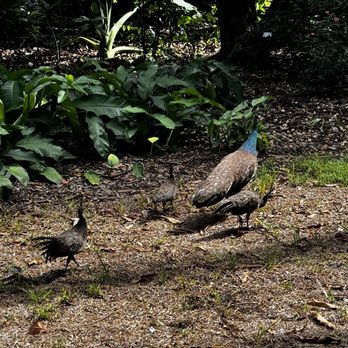 The Kampong - Botanical Gardens Near Me - Coconut Grove, Florida