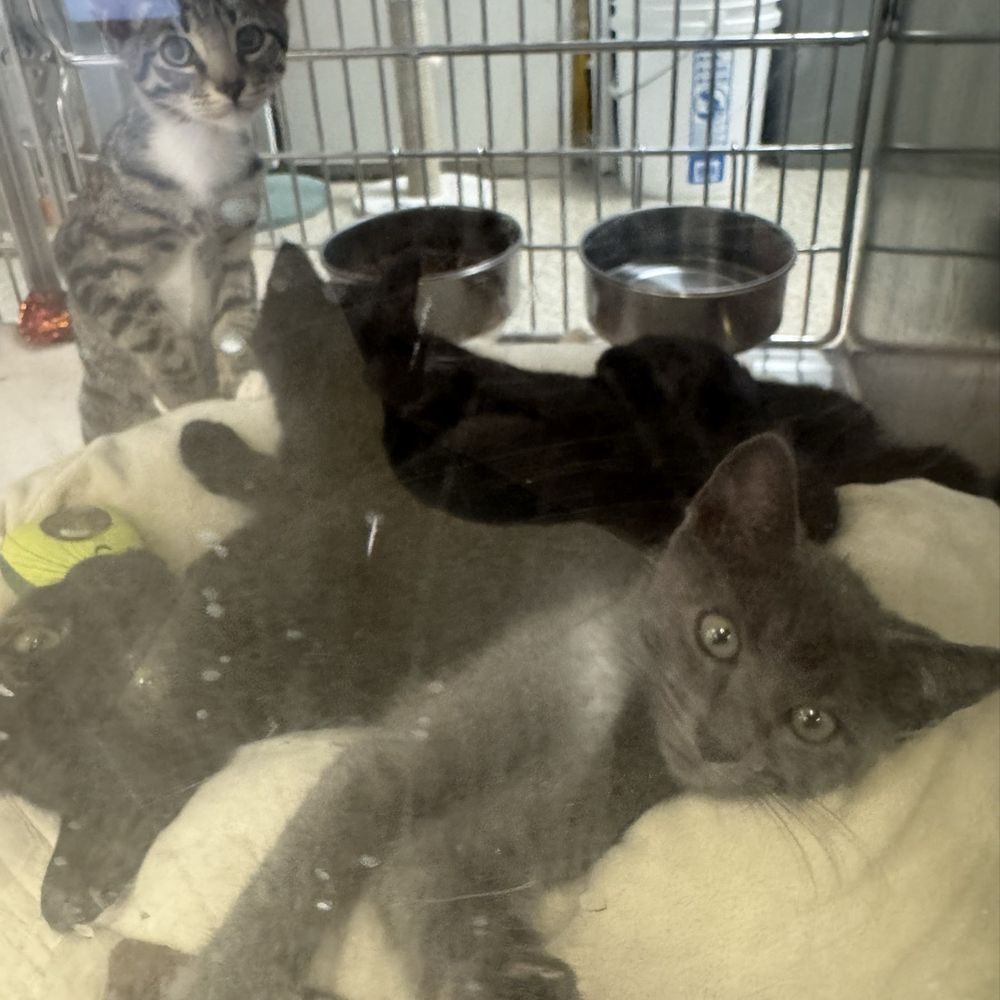 PetSmart - Kitties up for adoption - Pet Stores Near Me - Yorba Linda, California