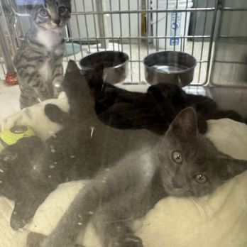 PetSmart - Kitties up for adoption - Pet Stores Near Me - Yorba Linda, California PetSmart - Kitties up for adoption - Pet Stores Near Me - Yorba Linda, California